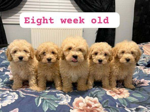 Cockapoo puppies for sale in Warrington, Cheshire – 8 weeks old