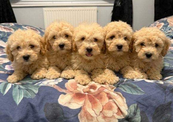 Cockapoo puppies for sale in Warrington, Cheshire – 8 weeks old - Image 2 of 5