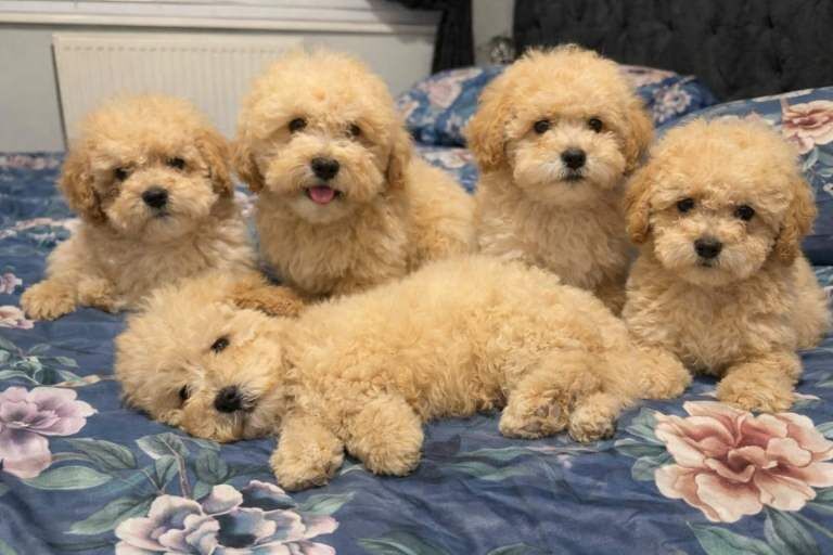 Cockapoo puppies for sale in Warrington, Cheshire – 8 weeks old - Image 3 of 5