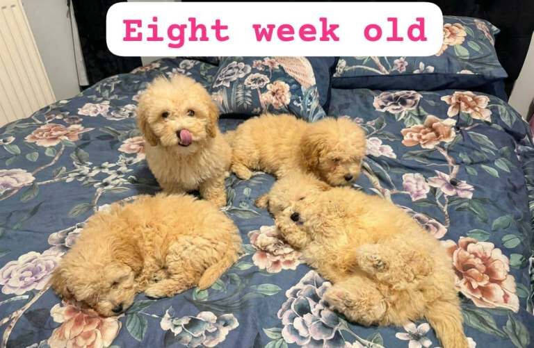 Cockapoo puppies for sale in Warrington, Cheshire – 8 weeks old - Image 4 of 5