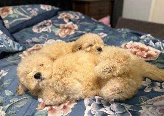 Cockapoo puppies for sale in Warrington, Cheshire – 8 weeks old - Image 5 of 5