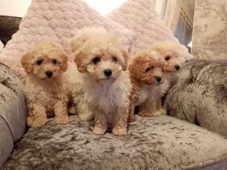 Cockapoo puppies for sale in Warrington, Cheshire – 9 weeks old