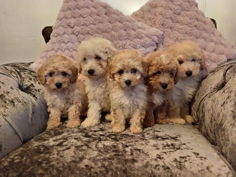 Cockapoo puppies for sale in Warrington, Cheshire – 9 weeks old - Image 2 of 3