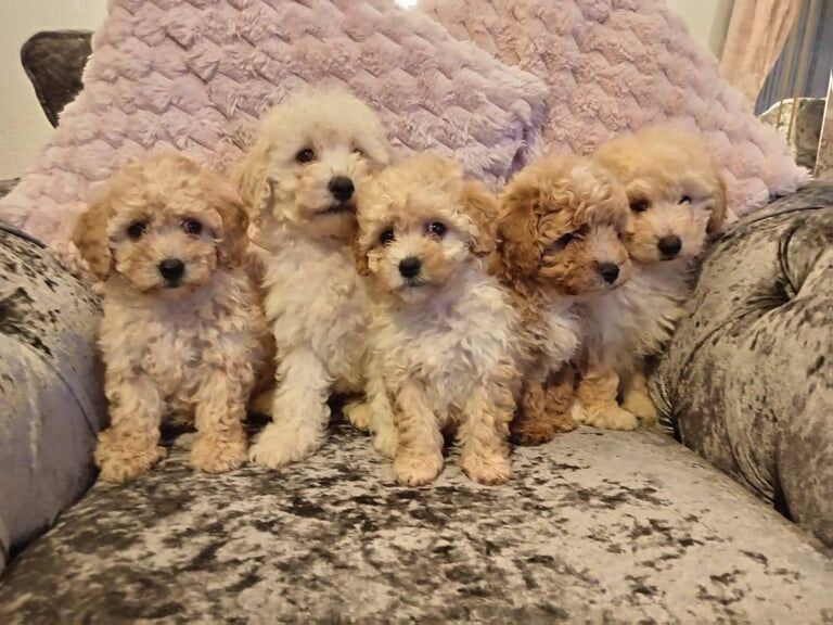 Cockapoo puppies for sale in Warrington, Cheshire – 9 weeks old - Image 3 of 3