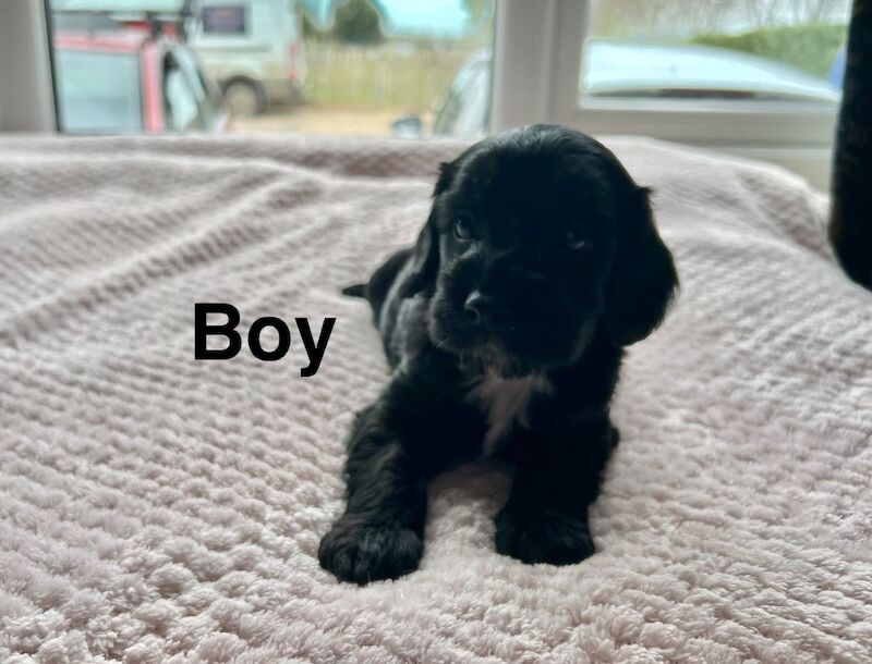 Cockapoo puppies available soon