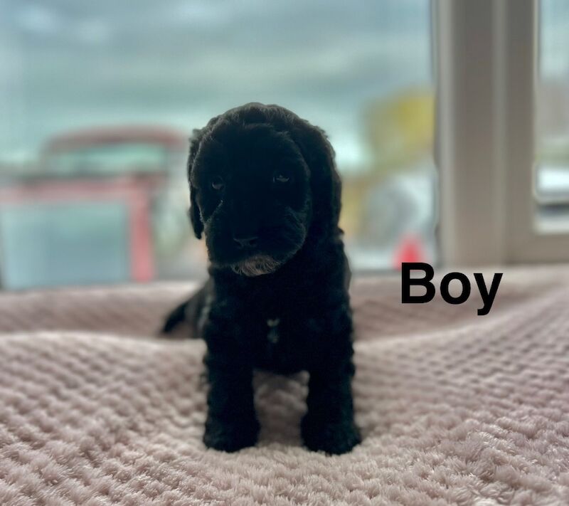 Cockapoo puppies available soon - Image 2 of 5