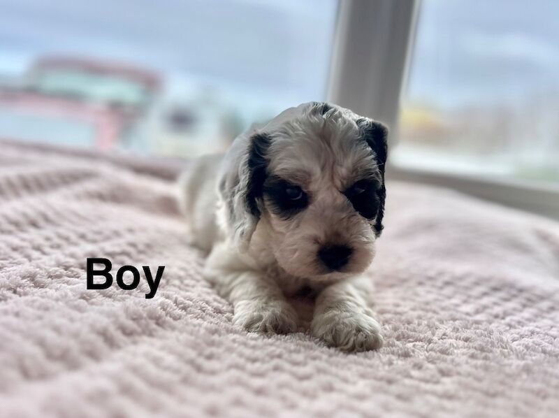 Cockapoo puppies available soon - Image 3 of 5
