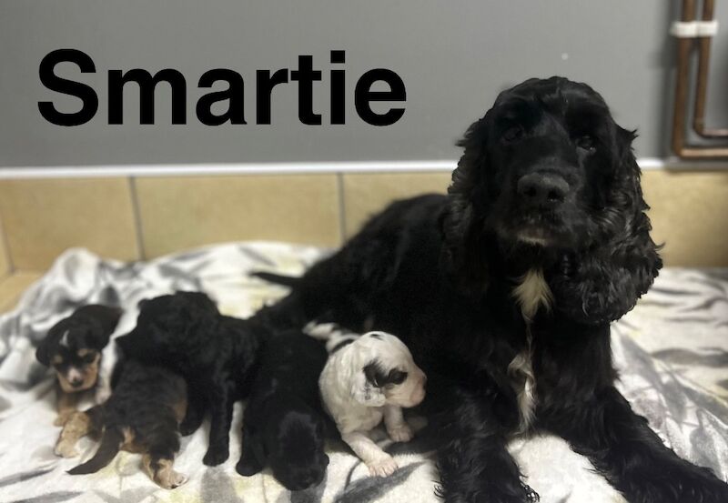 Cockapoo puppies available soon - Image 4 of 5