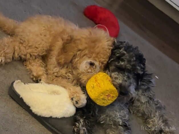 Cockapoo puppies for sale in Leeds, West Yorkshire – 1 year old - Image 2 of 5