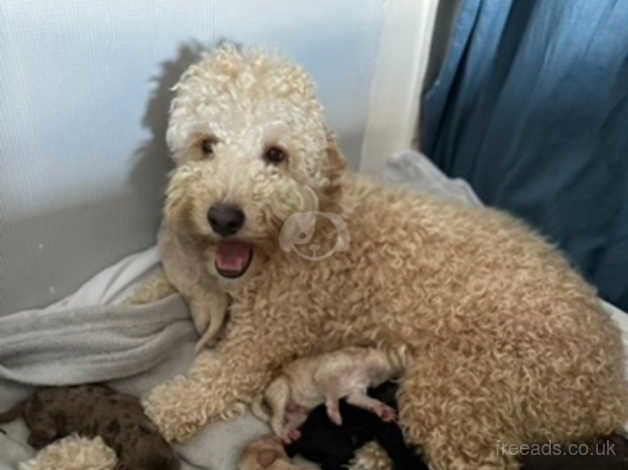 Cockapoo puppies for sale in Leeds, West Yorkshire – 1 year old - Image 4 of 5