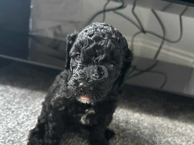 Cockapoo puppies for sale in Leeds, West Yorkshire – 1 year old - Image 5 of 5