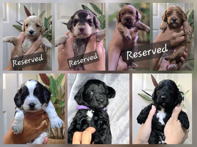 Cockapoo puppies for sale in Aldershot, Hampshire – 4 weeks old