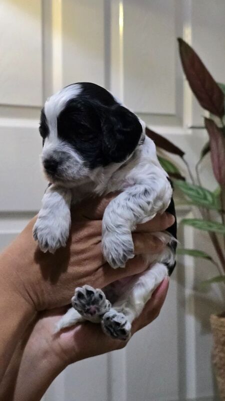 Cockapoo puppies for sale in Aldershot, Hampshire – 5 weeks old - Image 2 of 15