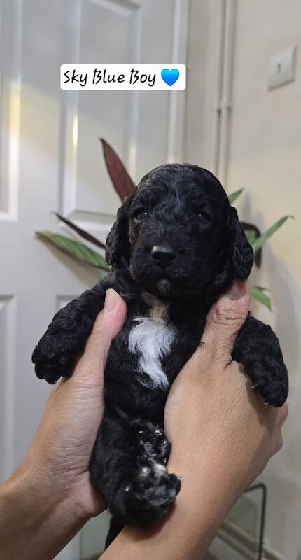 Cockapoo puppies for sale in Aldershot, Hampshire – 5 weeks old - Image 3 of 15