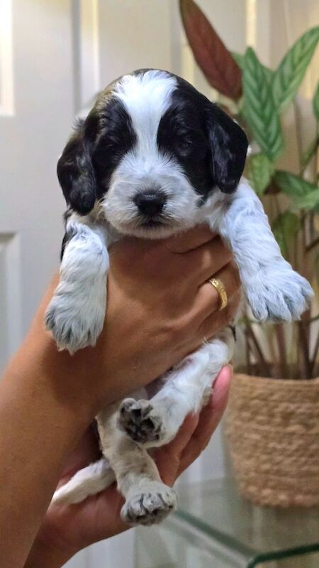 Cockapoo puppies for sale in Aldershot, Hampshire – 5 weeks old - Image 4 of 15