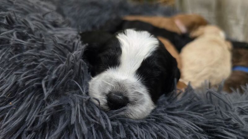 Cockapoo puppies for sale in Aldershot, Hampshire – 5 weeks old - Image 5 of 15