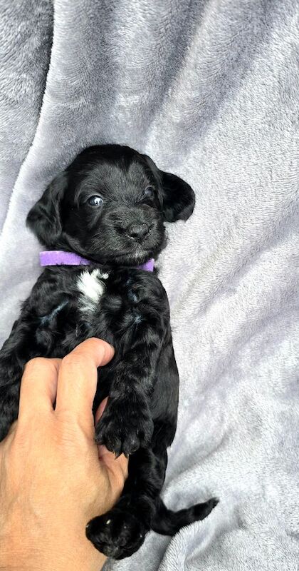 Cockapoo puppies for sale in Aldershot, Hampshire – 5 weeks old - Image 6 of 15