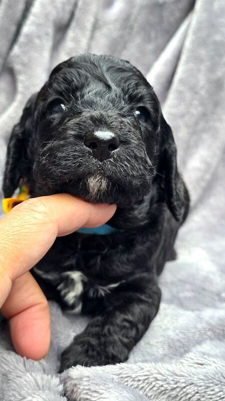 Cockapoo puppies for sale in Aldershot, Hampshire – 5 weeks old - Image 7 of 15