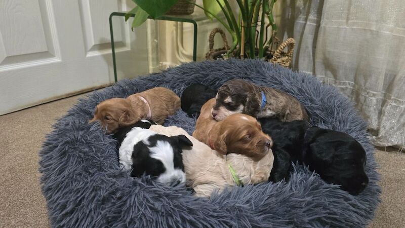 Cockapoo puppies for sale in Aldershot, Hampshire – 5 weeks old - Image 8 of 15