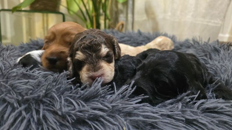 Cockapoo puppies for sale in Aldershot, Hampshire – 5 weeks old - Image 9 of 15