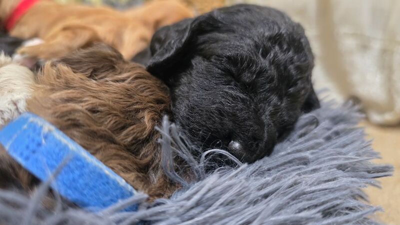 Cockapoo puppies for sale in Aldershot, Hampshire – 5 weeks old - Image 10 of 15