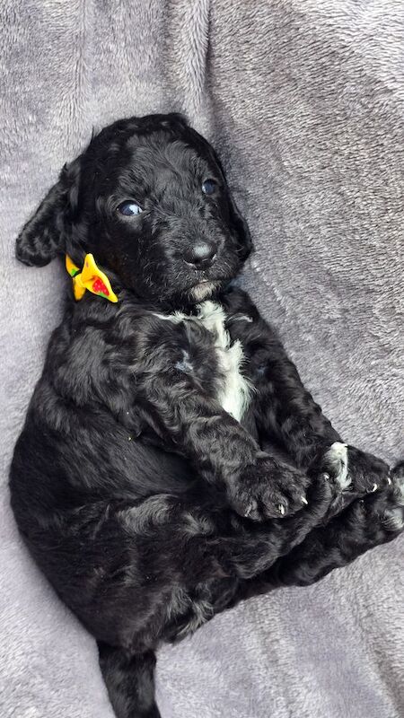 Cockapoo puppies for sale in Aldershot, Hampshire – 5 weeks old - Image 11 of 15