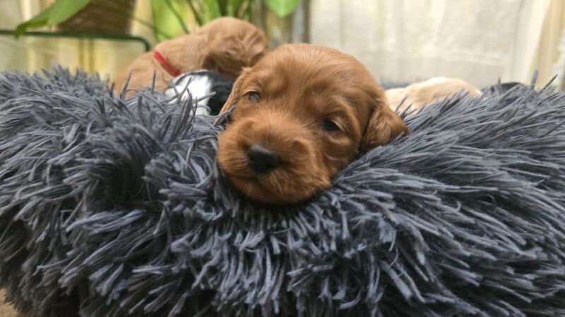 Cockapoo puppies for sale in Aldershot, Hampshire – 5 weeks old - Image 12 of 15
