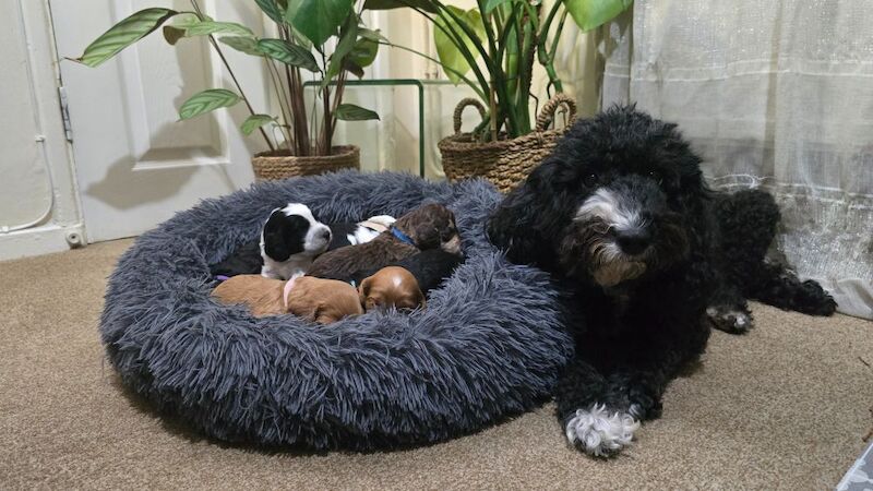 Cockapoo puppies for sale in Aldershot, Hampshire – 5 weeks old - Image 13 of 15