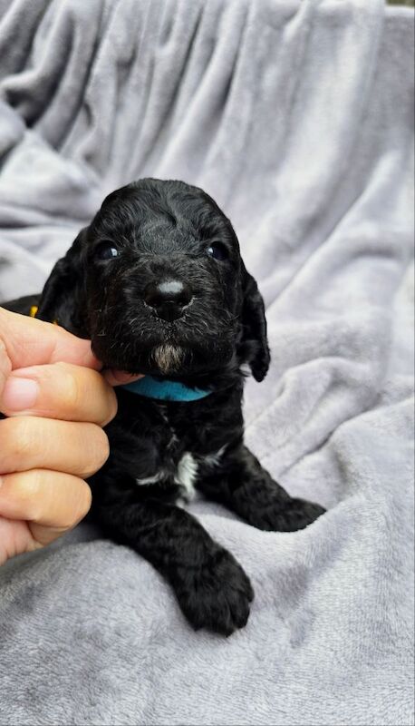 Cockapoo puppies for sale in Aldershot, Hampshire – 5 weeks old - Image 14 of 15