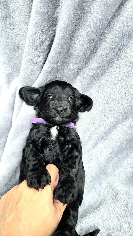 Cockapoo puppies for sale in Aldershot, Hampshire – 5 weeks old - Image 15 of 15