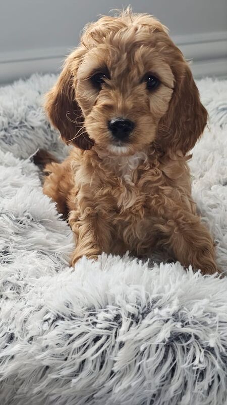 Cockapoo Puppies F1 for sale in Newry, County Armagh