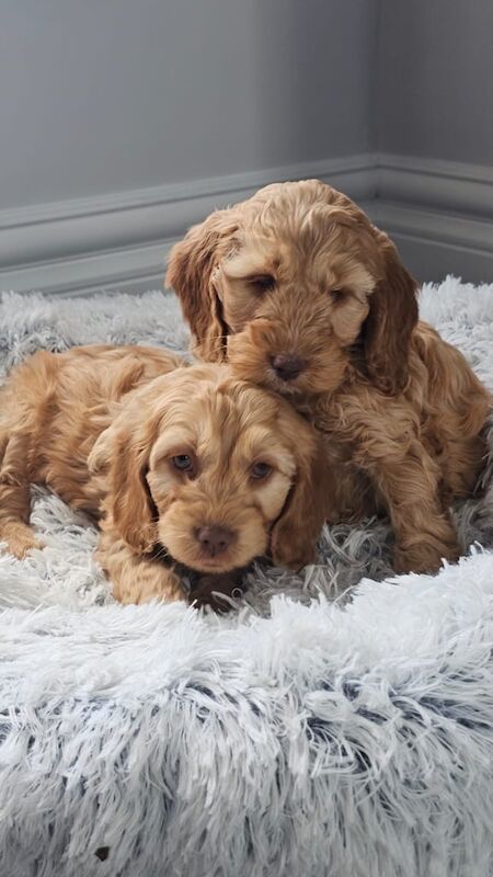 Cockapoo Puppies F1 for sale in Newry, County Armagh | Image 2