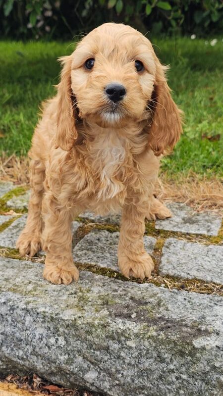 Cockapoo Puppies F1 for sale in Newry, County Armagh | Image 3