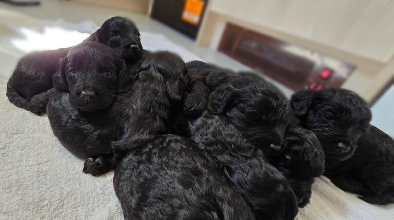 Cockapoo puppies F1 for sale in Crieff, Perth and Kinross