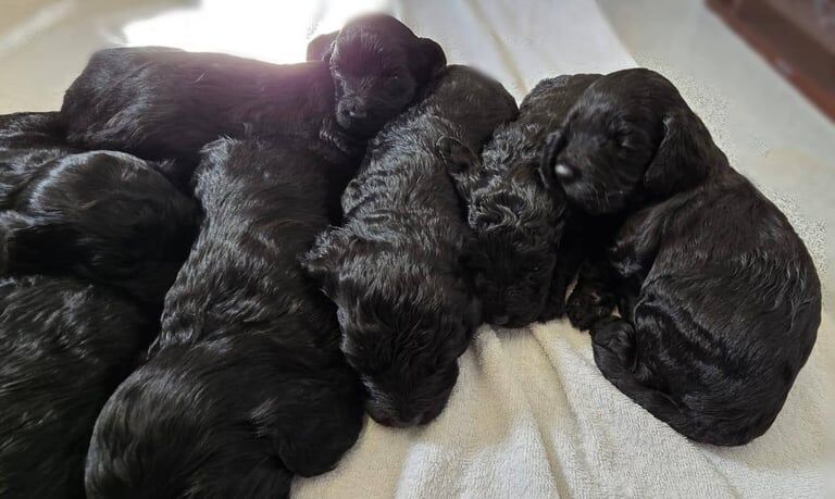 Cockapoo puppies F1 for sale in Crieff, Perth and Kinross | Image 3