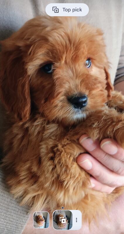 Cockapoo puppies F1 Fox red boy wee teddy !!!!️
