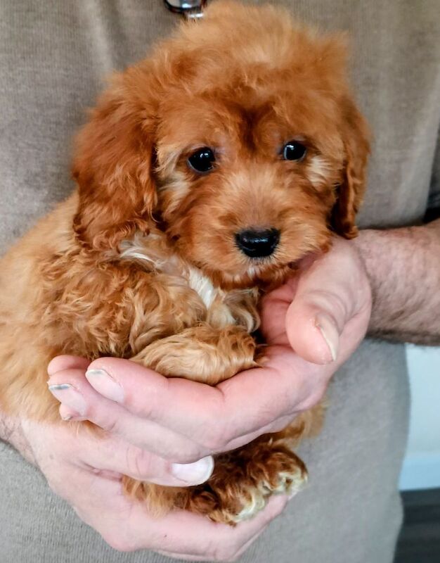 Cockapoo puppies F1 gorgeous - Image 2 of 12