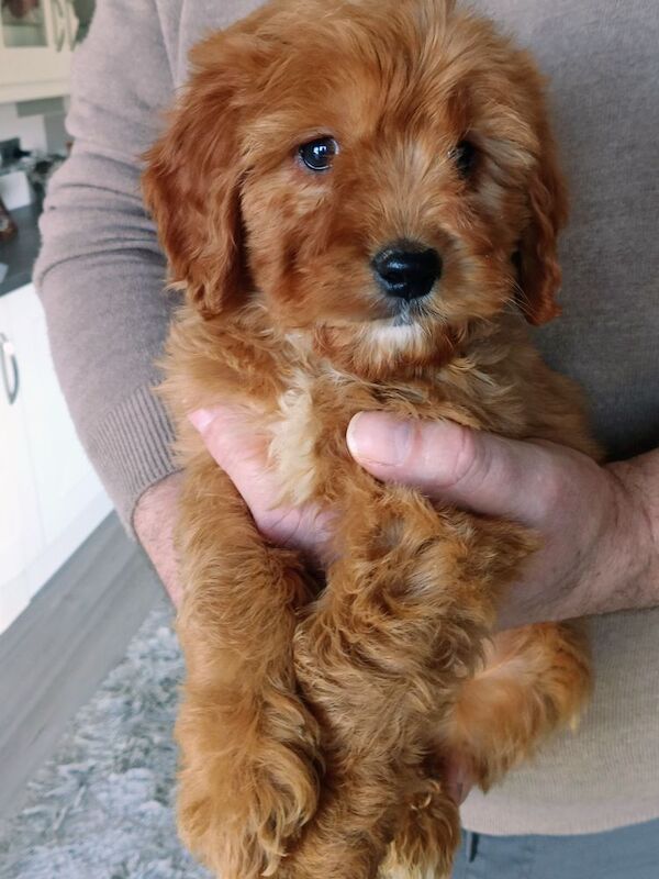 Cockapoo puppies F1 gorgeous - Image 3 of 12
