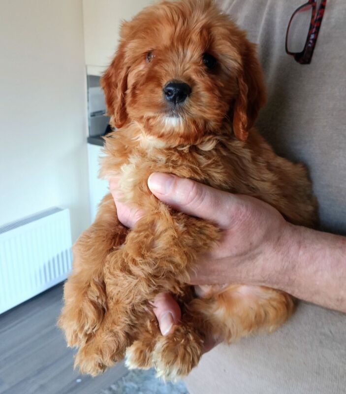 Cockapoo puppies F1 gorgeous - Image 4 of 12