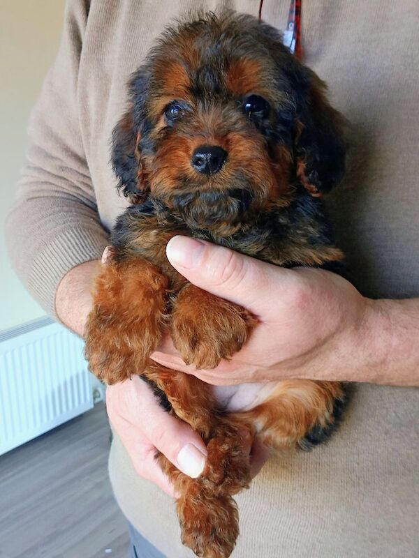 Cockapoo puppies F1 gorgeous - Image 5 of 12