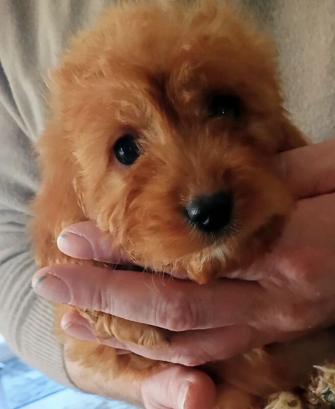 Cockapoo puppies F1 gorgeous - Image 6 of 12