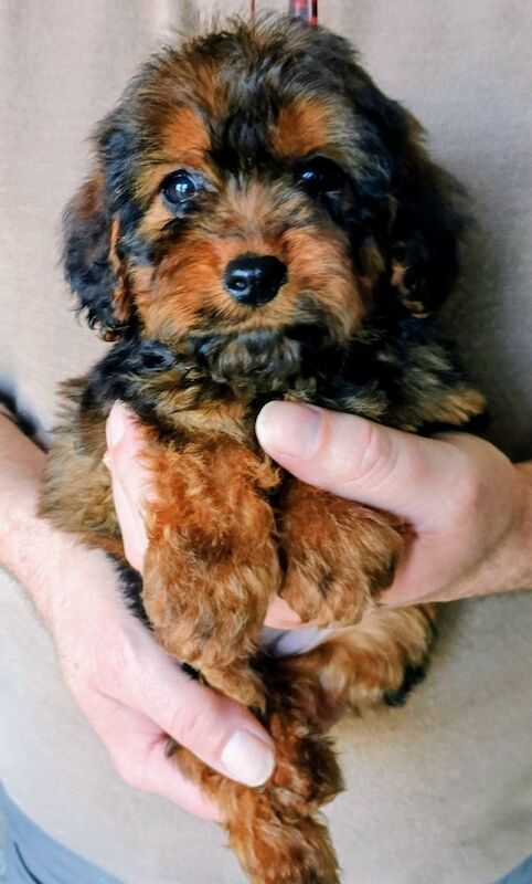 Cockapoo puppies F1 gorgeous - Image 7 of 12