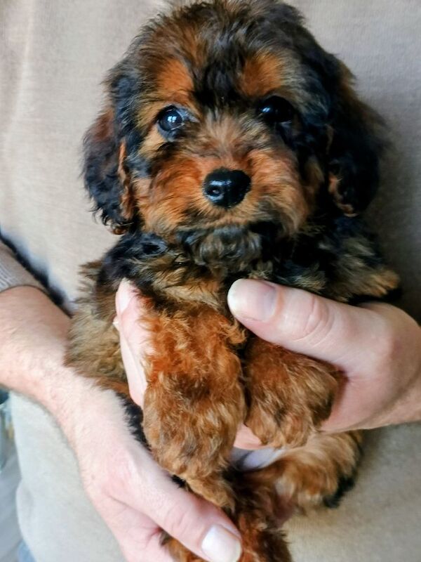 Miniature Cockapoo Puppies For Sale