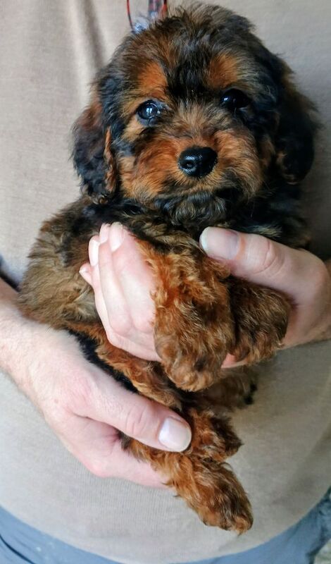 Cockapoo puppies F1 gorgeous - Image 9 of 12