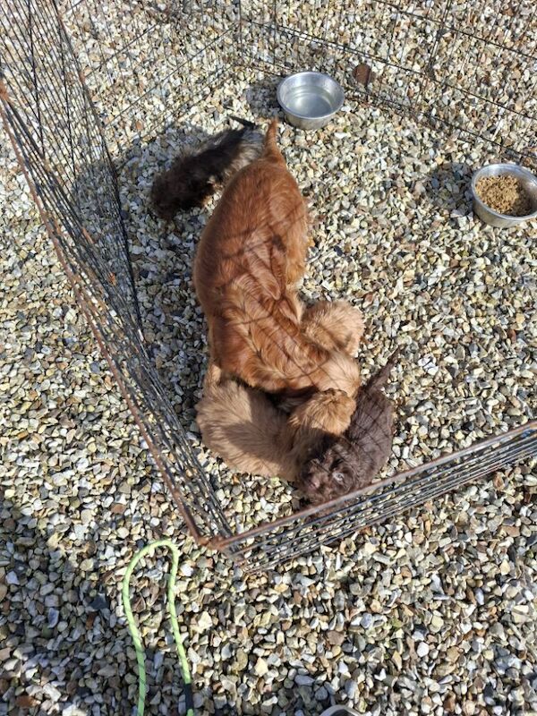 Cockapoo puppies F1 gorgeous - Image 10 of 12