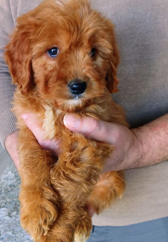 Cockapoo puppies F1 gorgeous - Image 11 of 12