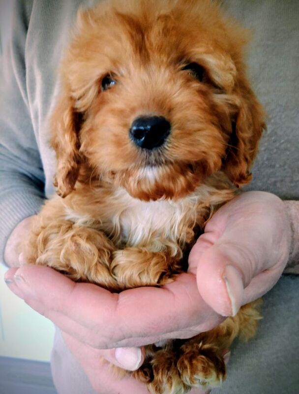 Cockapoo puppies F1 gorgeous - Image 12 of 12