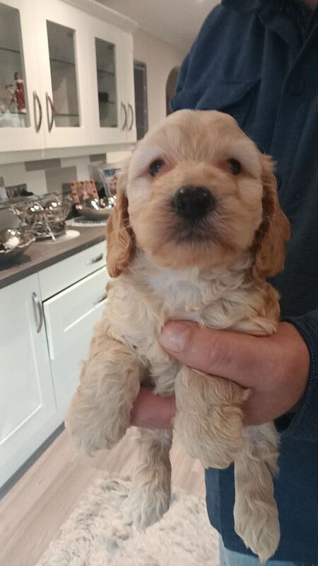 Miniature Cockapoo Puppies For Sale