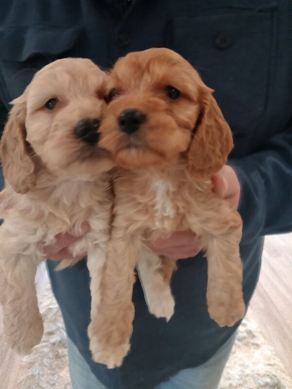 Cockapoo Puppies F1 rare!!!. - Image 3 of 11