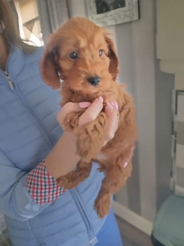 Cockapoo Puppies F1 rare!!!. - Image 4 of 11